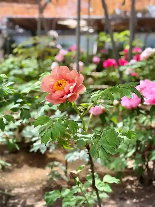 薬師院(兵庫県)