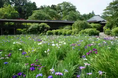 本土寺(千葉県)