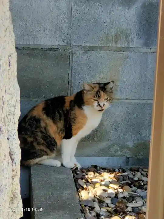 大久保山 自性院の動物