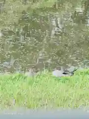 菊田神社の動物