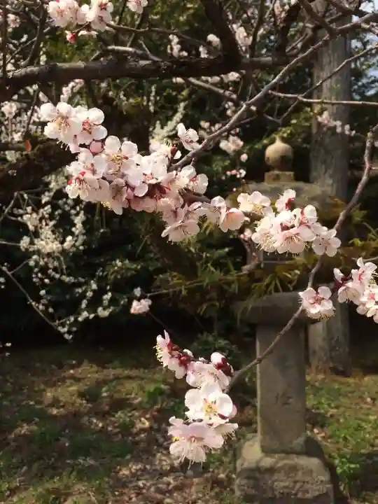 北野天満宮の庭園