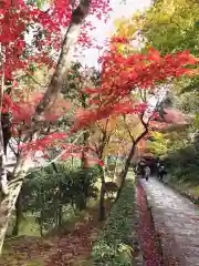 化野念仏寺の自然