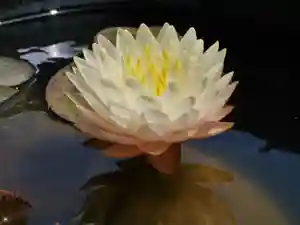 極楽山 浄土寺の自然(2021年06月18日(金) 16時44分54秒投稿)