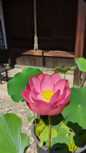 行願寺（革堂）(京都府)