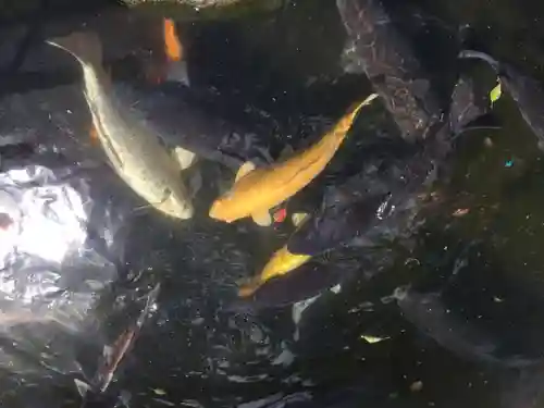 富知六所浅間神社の動物