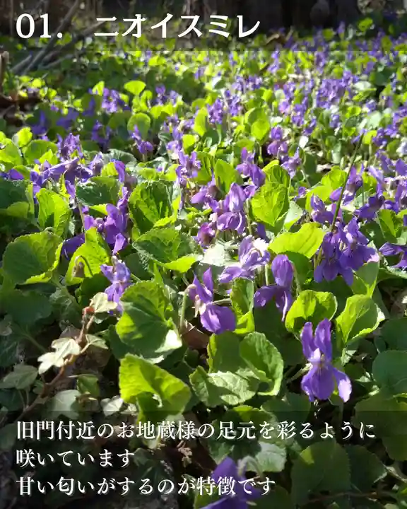 宝光寺(北海道)