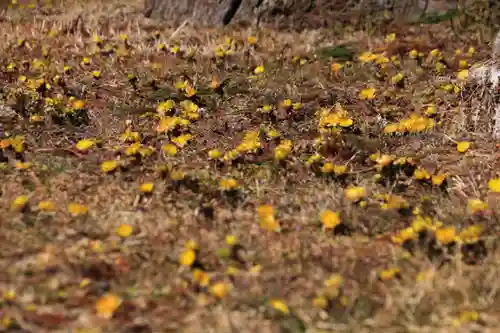 三坂稲荷神社の自然