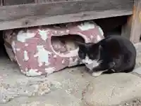 八幡社(柏井町)の動物