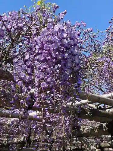 亀戸天神社の自然