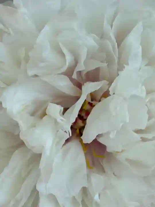 薬師院(兵庫県)