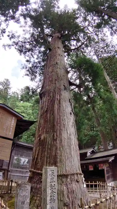 日枝神社の自然