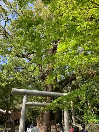 伊弉諾神宮の鳥居