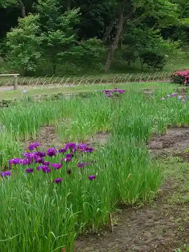 明治神宮(東京都)