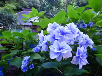 阿弥陀寺の自然