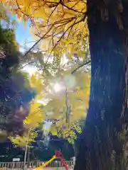 赤坂氷川神社の自然