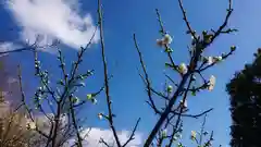 尾張大國霊神社（国府宮）の自然