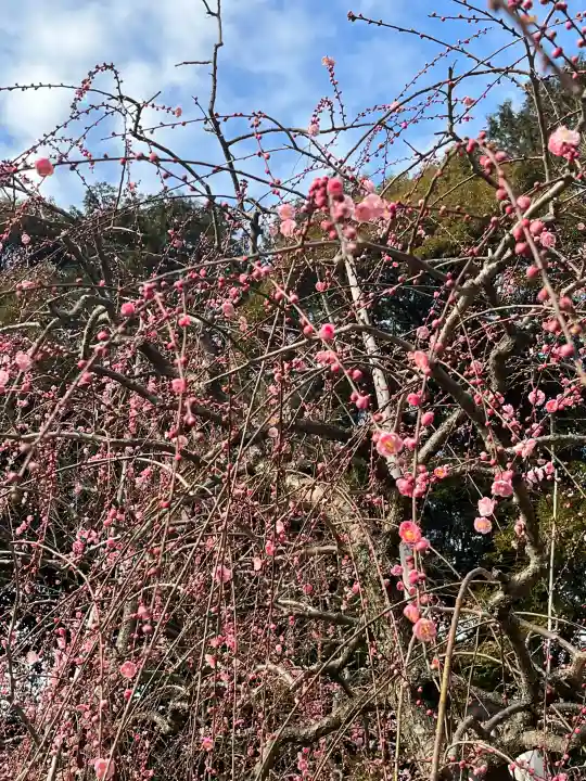 大縣神社の{uncategorized: "未分類", other: "その他", undefined: "問題あり", building: "その他建物", grave: "お墓", sacred_gate: "鳥居", guardian: "狛犬", statue: "像", buddha: "仏像", history: "歴史", nature: "自然", garden: "庭園", animal: "動物", pagoda: "塔", temizu: "手水舎", mountain_gate: "山門・神門", sanctuary: "本殿・本堂", subordinate: "末社・摂社", art: "芸術", scenery: "景色", jizo: "地蔵", ema: "絵馬", goshuin: "御朱印", omikuji: "おみくじ", items: "授与品その他", amulet: "お守り", goshuincho: "御朱印帳", eats: "食事", festival: "お祭り", votive_dance: "神楽", shichigosan: "七五三参", wedding: "結婚式", experience: "体験その他", initially: "初詣", around: "周辺", anti_infection: "感染症対策"}
