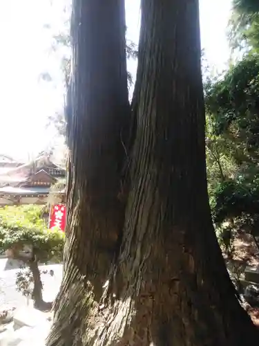 鹿島大神宮の自然