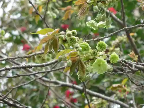 白笹稲荷神社の自然