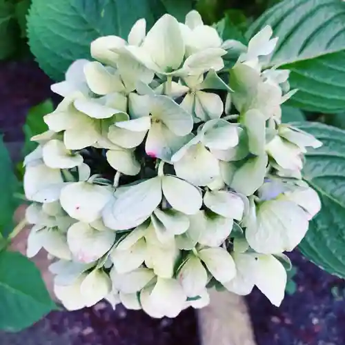 豊景神社の自然