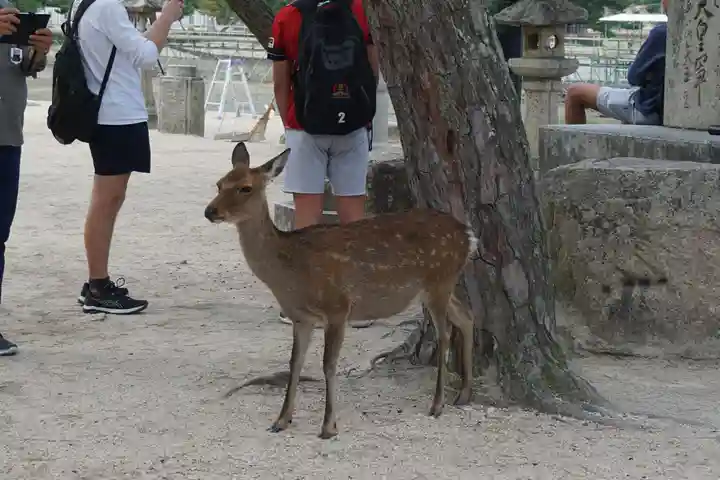 厳島神社の動物