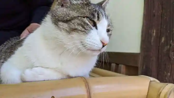 玉野御嶽神社の動物