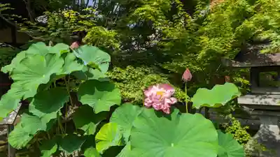勝林寺(京都府)