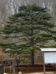 那須温泉神社の自然