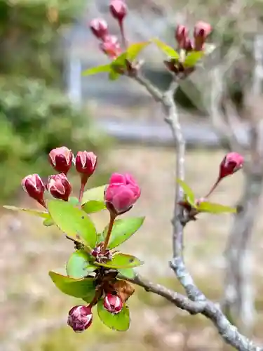 京都乃木神社の自然