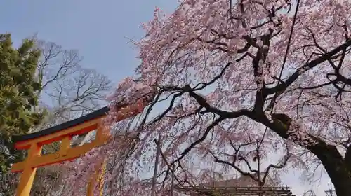 平野神社の鳥居