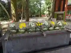 武蔵一宮氷川神社の手水