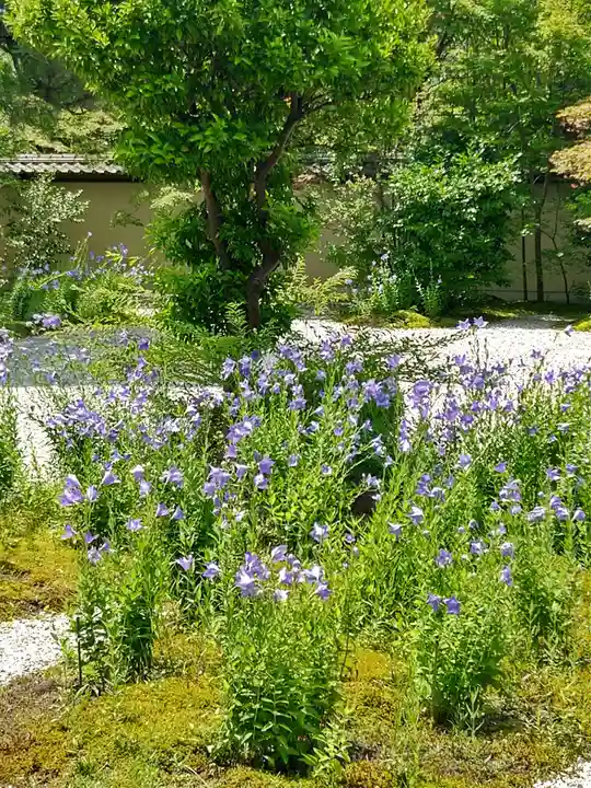 廬山寺(廬山天台講寺)(京都府)