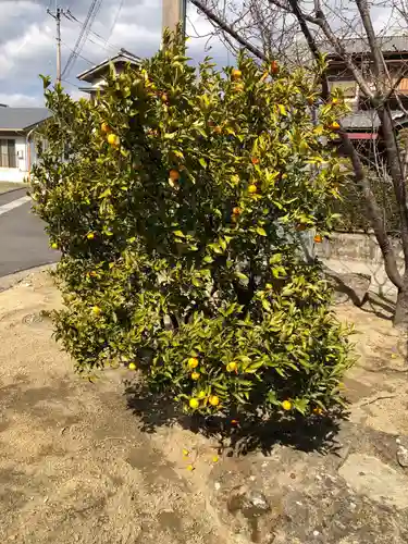 天村雲神社の自然