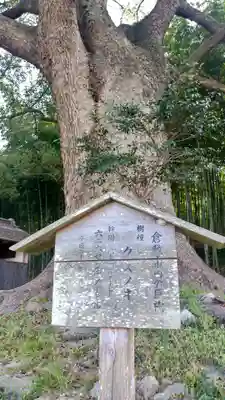 岩椿神社の自然