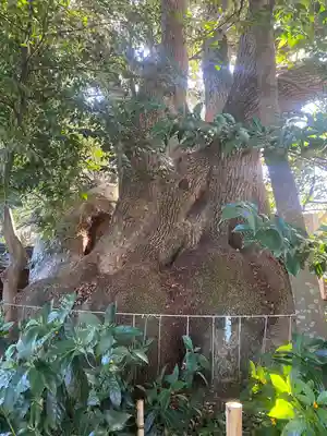 御津神社の自然