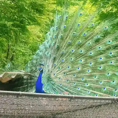 楽法寺（雨引観音）(茨城県)