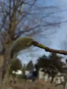 厚別神社(北海道)(2023年04月04日(火) 11時30分53秒投稿)