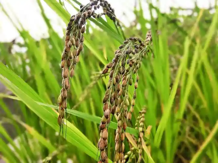 立志神社の自然