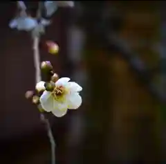 普元寺の自然