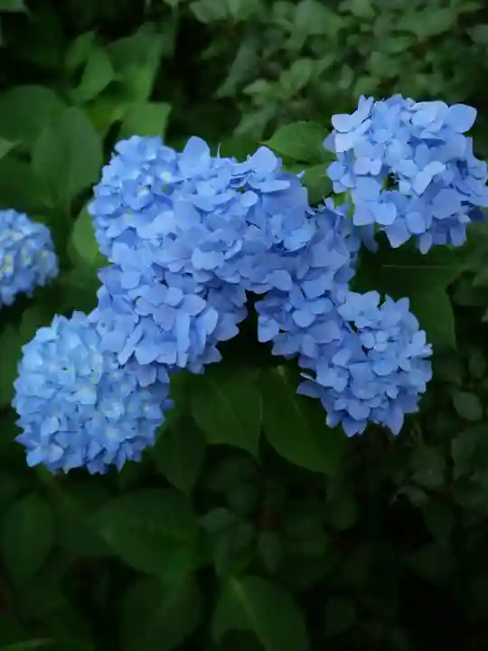 普門寺(切り絵御朱印発祥の寺)の自然