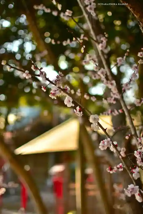 常陸第三宮 吉田神社(茨城県)