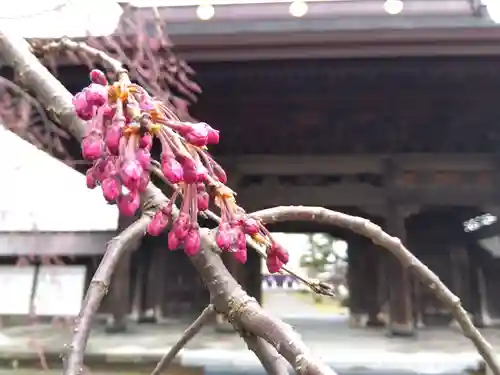 高田別院(新潟県)