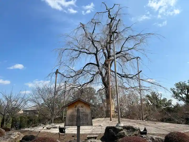 東寺(教王護国寺)(京都府)