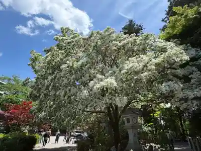 沙沙貴神社の{uncategorized: "未分類", other: "その他", undefined: "問題あり", building: "その他建物", grave: "お墓", sacred_gate: "鳥居", guardian: "狛犬", statue: "像", buddha: "仏像", history: "歴史", nature: "自然", garden: "庭園", animal: "動物", pagoda: "塔", temizu: "手水舎", mountain_gate: "山門・神門", sanctuary: "本殿・本堂", subordinate: "末社・摂社", art: "芸術", scenery: "景色", jizo: "地蔵", ema: "絵馬", goshuin: "御朱印", omikuji: "おみくじ", items: "授与品その他", amulet: "お守り", goshuincho: "御朱印帳", eats: "食事", festival: "お祭り", votive_dance: "神楽", shichigosan: "七五三参", wedding: "結婚式", experience: "体験その他", initially: "初詣", around: "周辺", anti_infection: "感染症対策"}