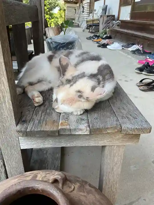 一心寺・一心禅寺の動物