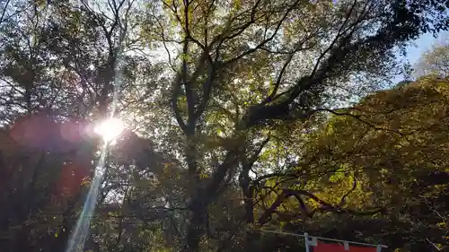 岐阜護國神社の自然