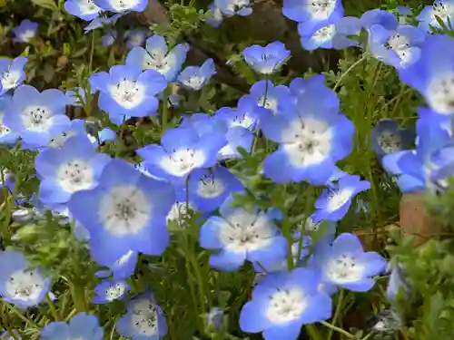 佐野原神社の自然