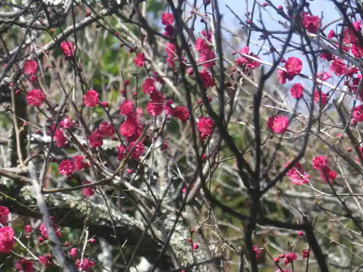荏柄天神社の自然