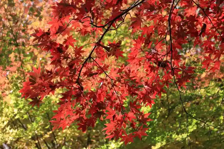 霊山神社の自然