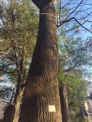 大谷場氷川神社(埼玉県)